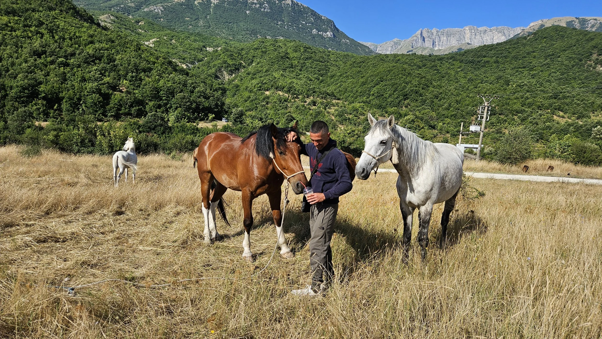 A man petting a brown and white horse in a field with tall grass, with another white horse nearby, and green mountains in the background under a clear blue sky.