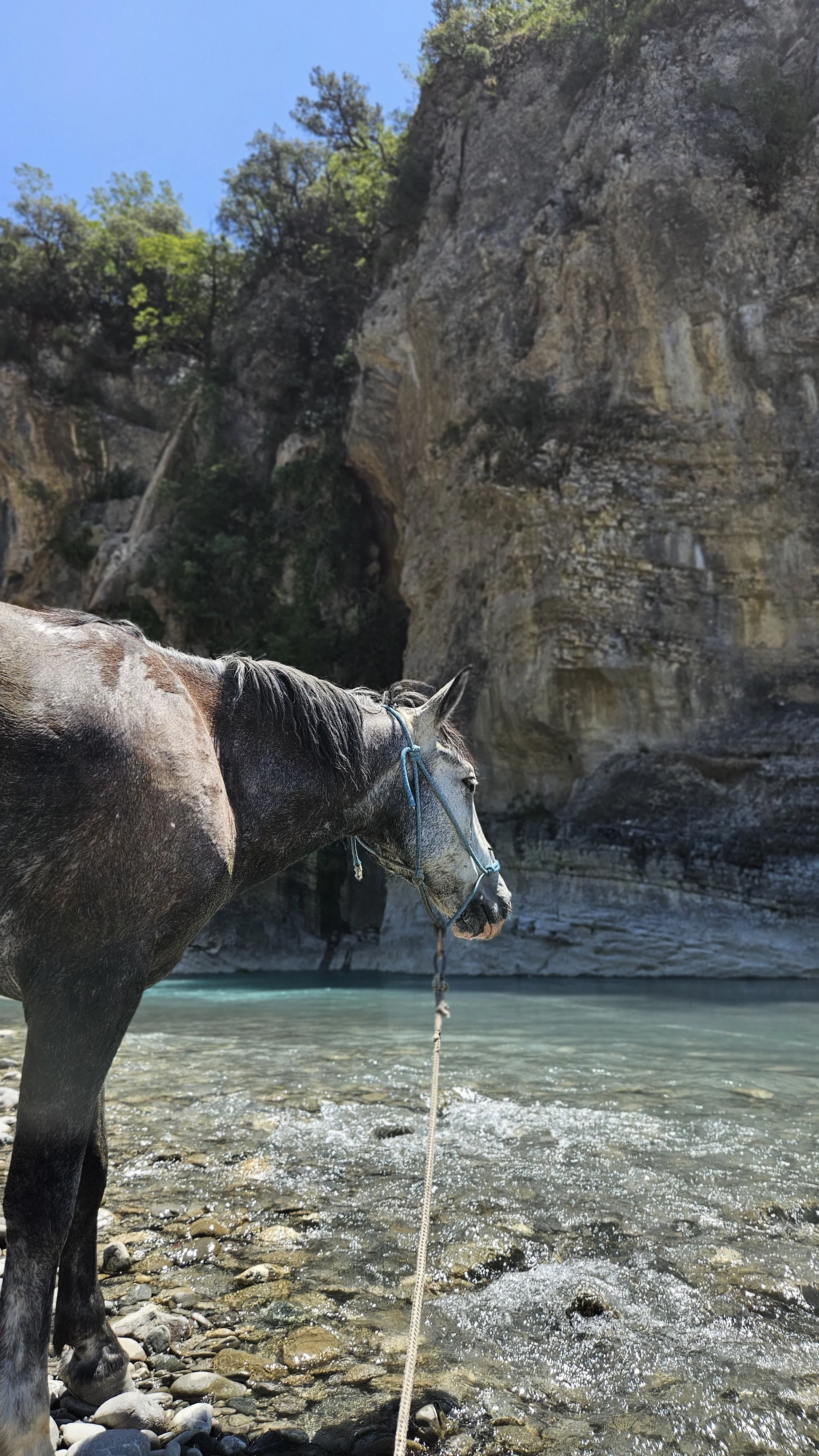 A gray horse standing in a shallow river with a rocky bank, surrounded by a forested cliffside under a clear blue sky.