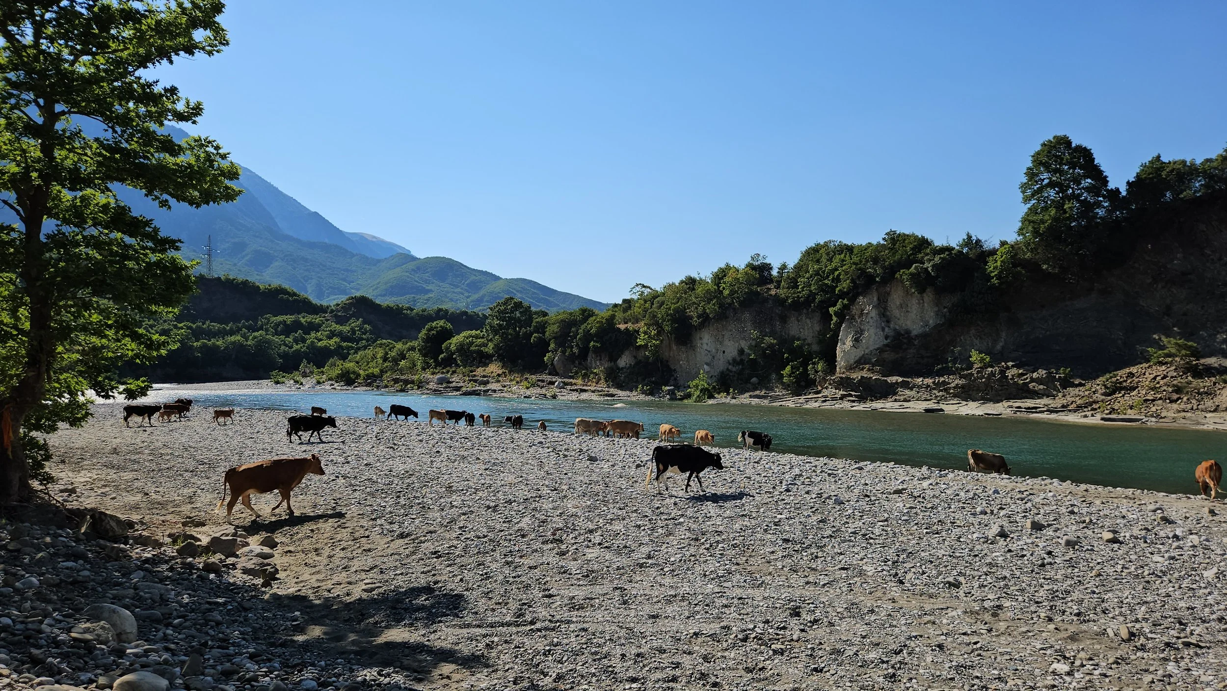 Cows grazing near a river in a mountainous landscape with clear blue sky and green trees.