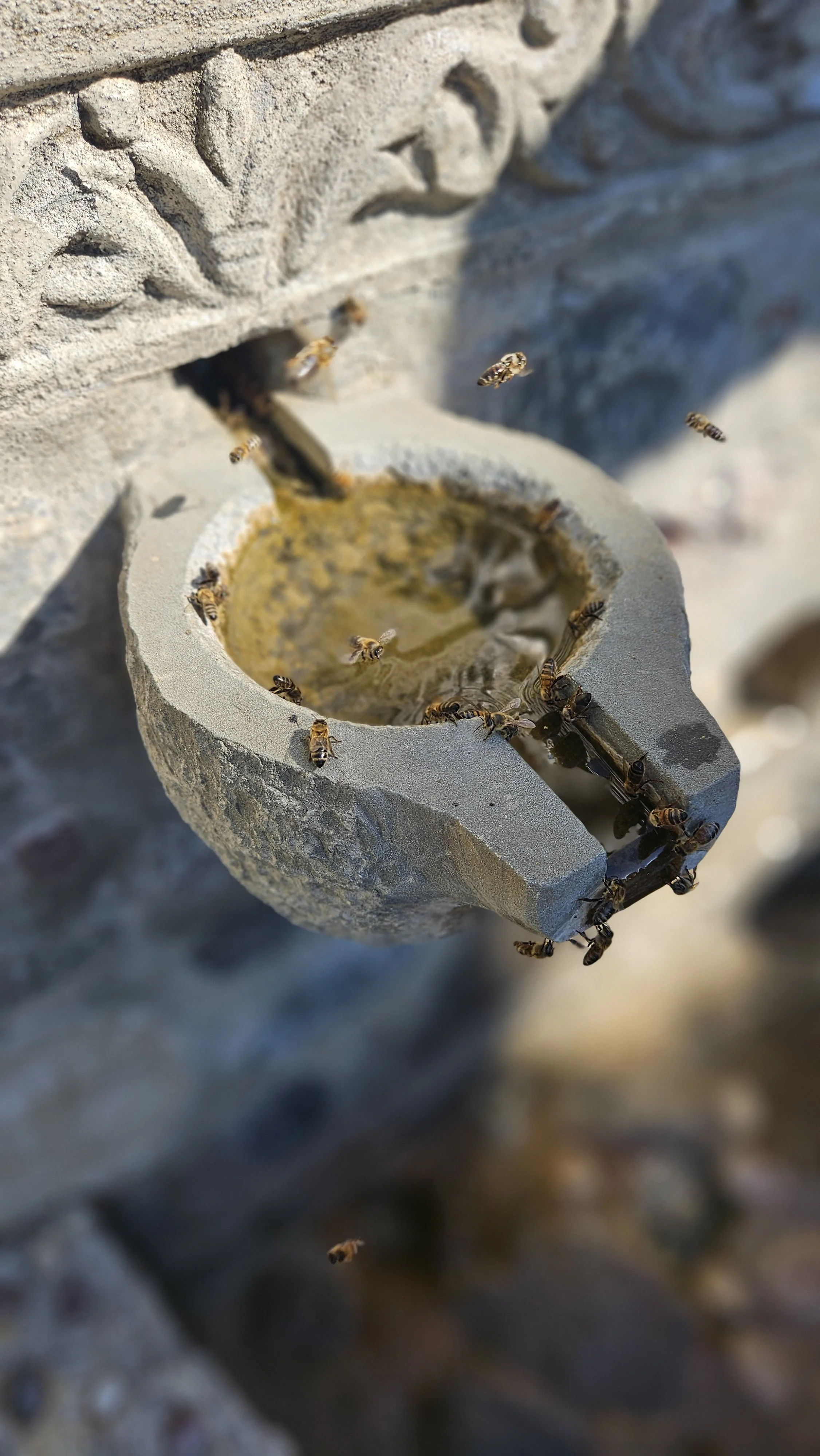 Close-up of a stone bee water fountain, with bees around and inside the fountain, on a stone wall background.