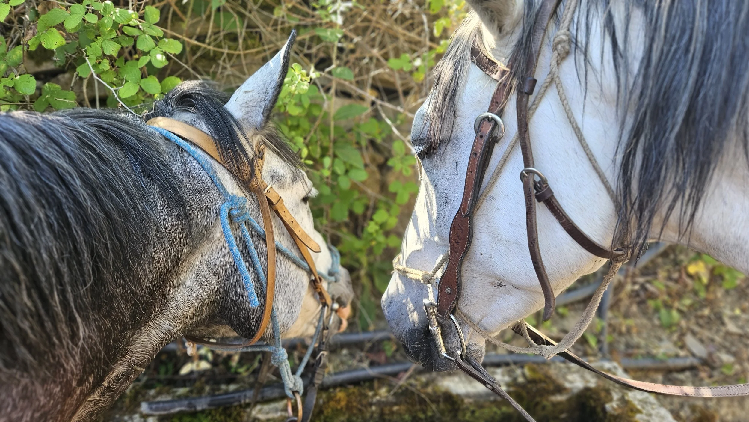 Two horses, one dark gray and the other white, face each other with their heads close, showing bridle straps and the background of green leaves.
