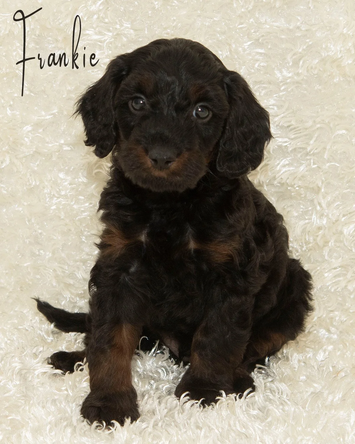 Frankie is the sweetest little guy! He loves to chase a ball but also enjoys a cozy lap. True to the Cavalier temperament, he's very adaptable. $2000