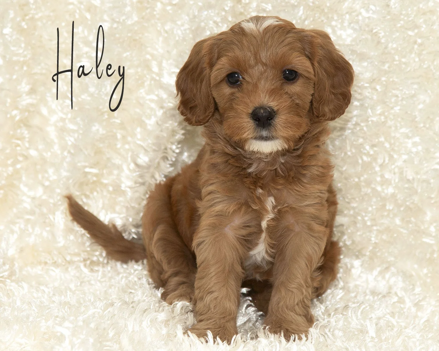 Haley is the sweetheart of the crew with her white heart shaped marking on her head. She's outgoing but gentle and cuddly. She's definitely going to be a smaller girl, perfect for snuggling. $1800
