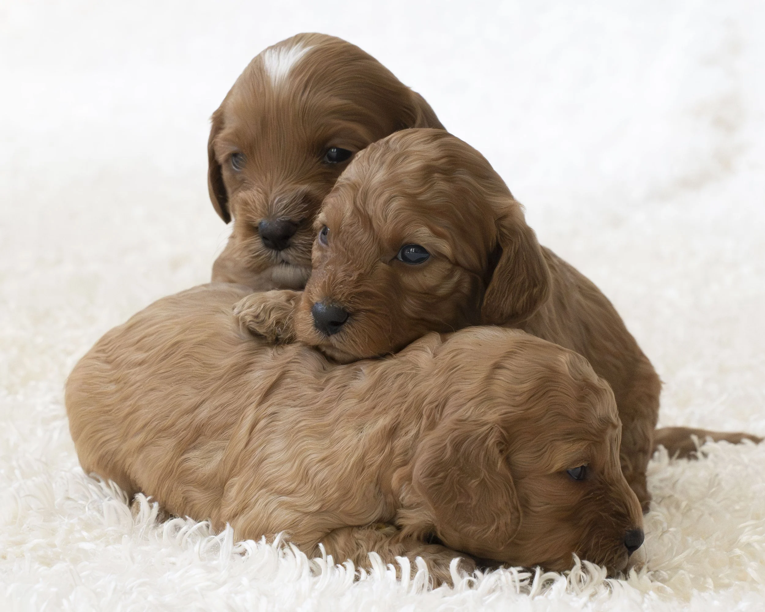 puppies 23.JPG