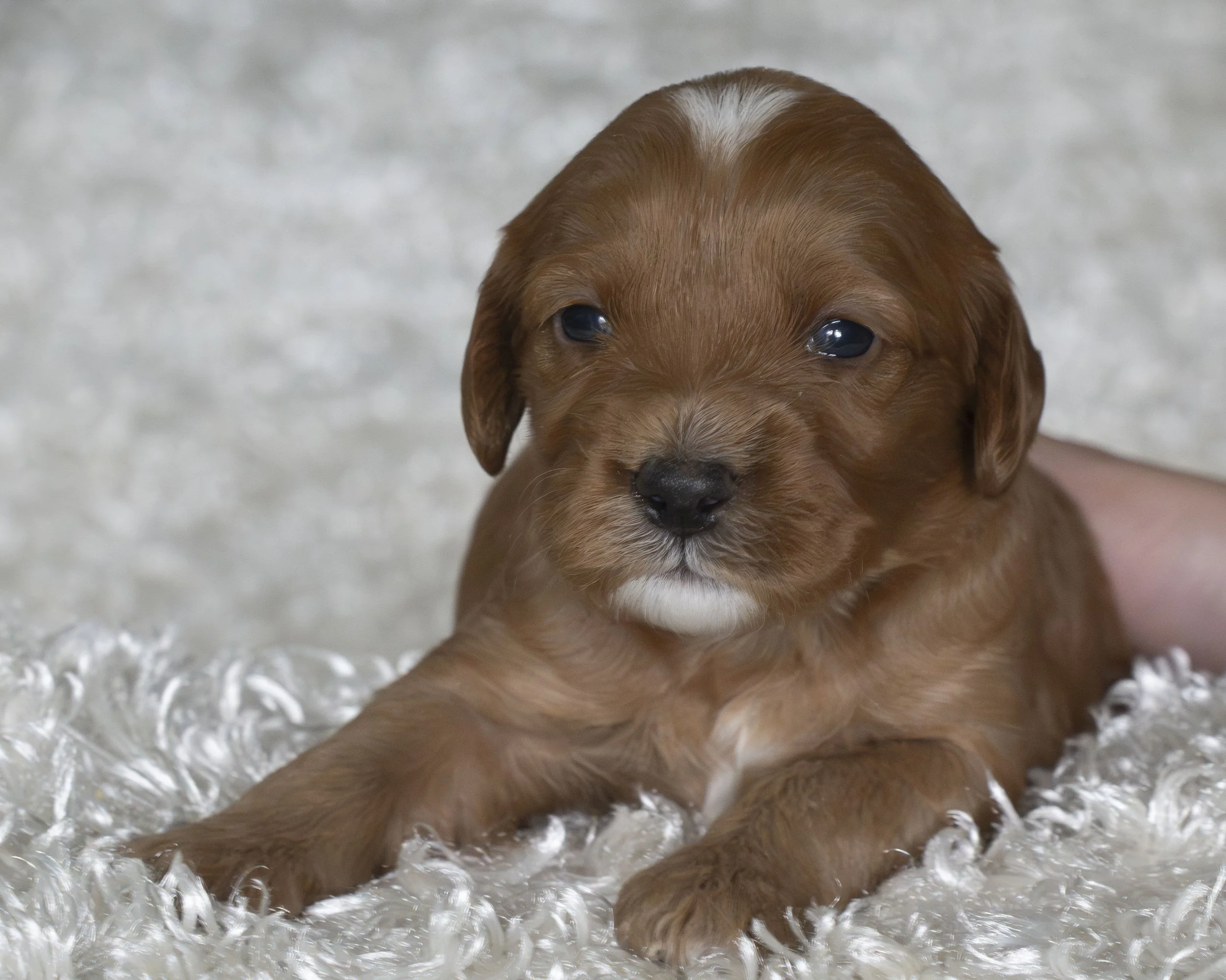 puppies 15.JPG