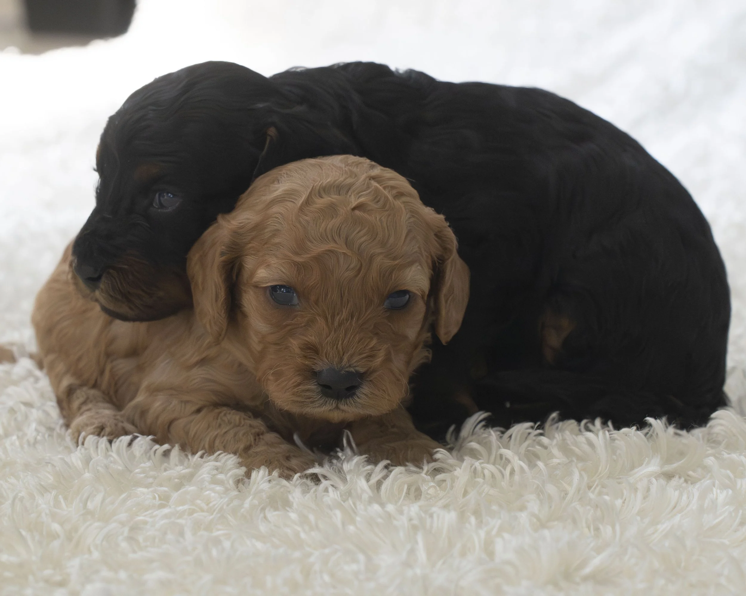 puppies 19.JPG