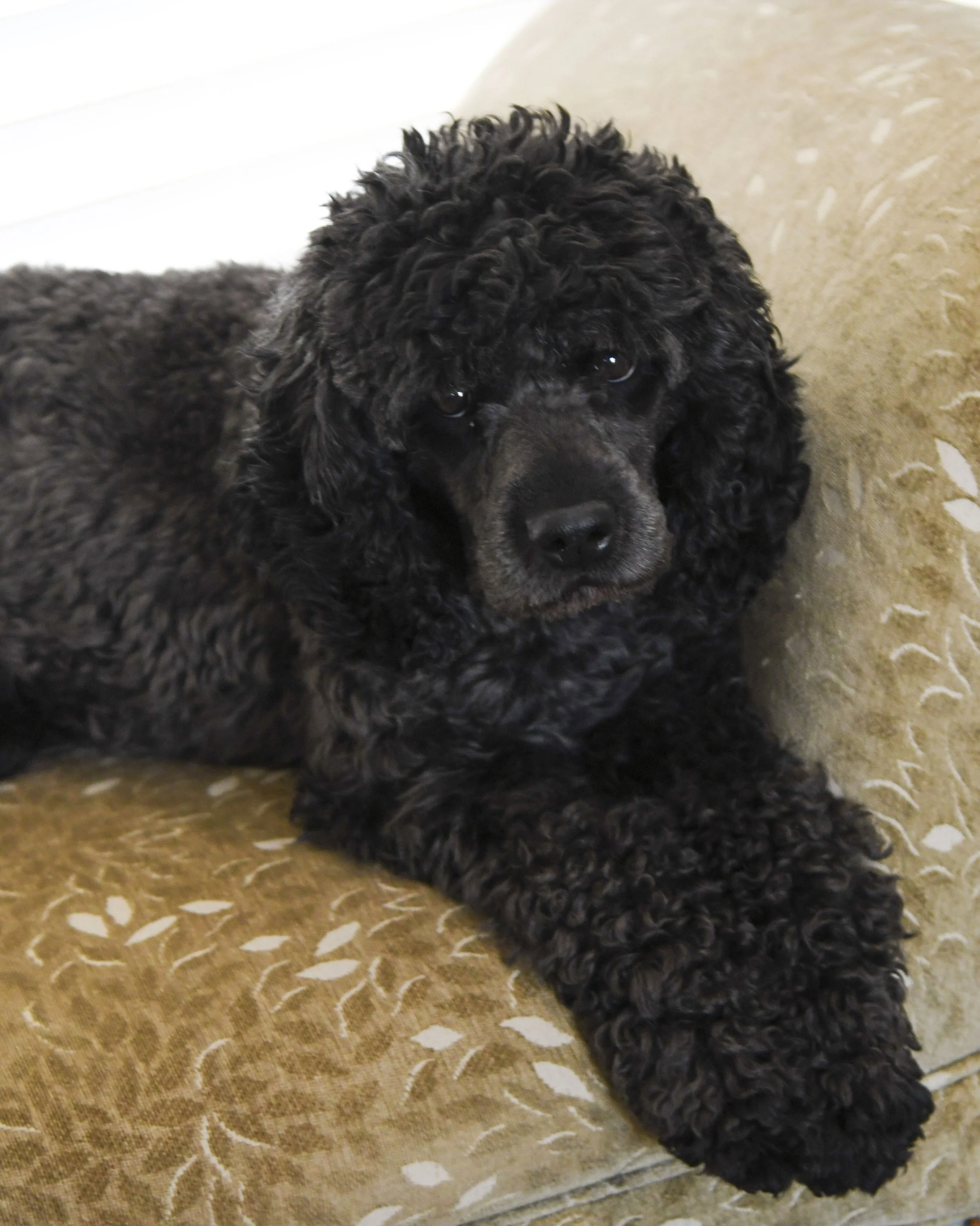 Dam - 
Chloe is a strikingly beautiful, solid black, F1b Cavapoo. Her dam is a Moyen Poodle and her sire is a tri-colored Cavalier King Charles Spaniel. She is every bit the princess in our home. 24 lbs