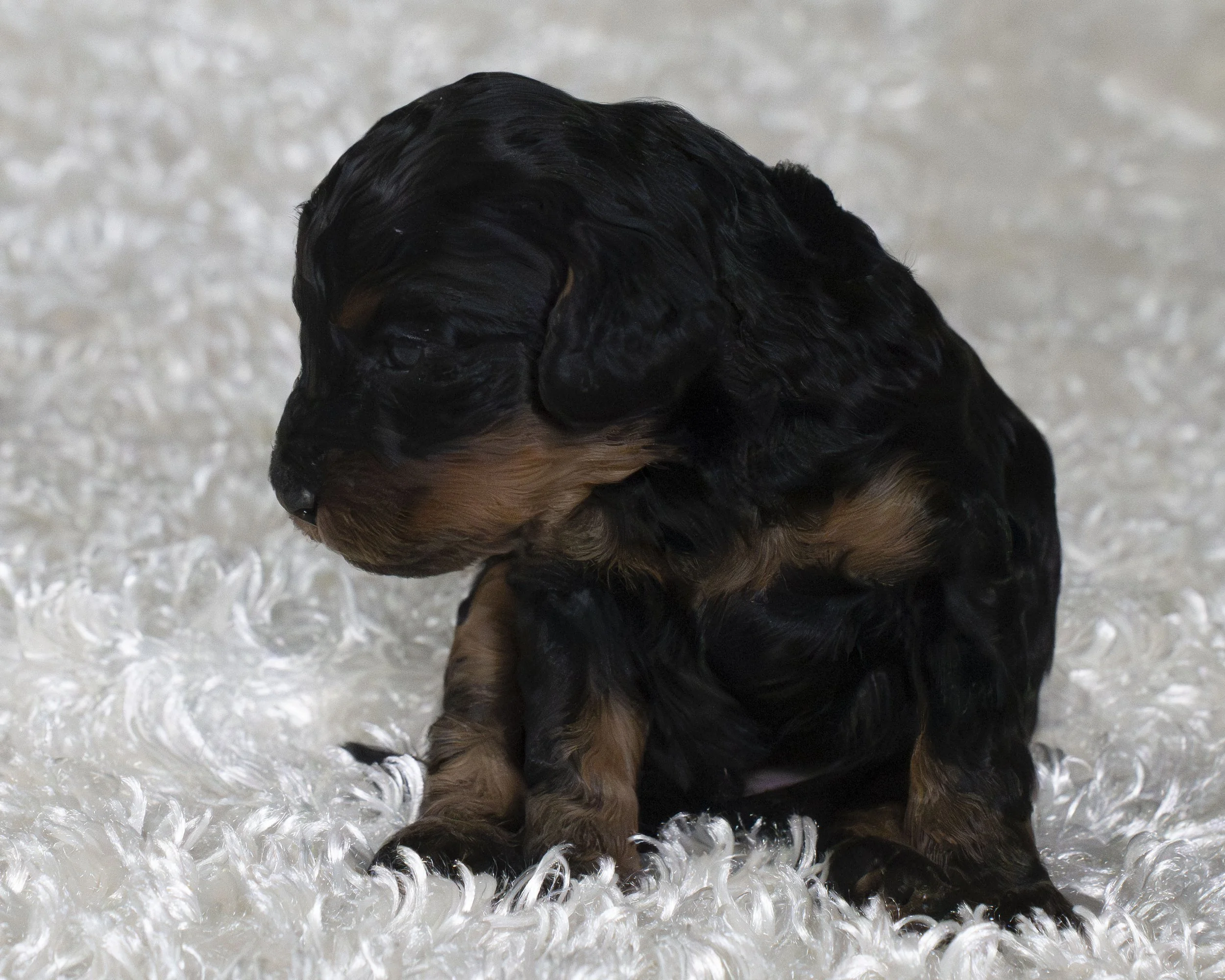 puppies 09.JPG