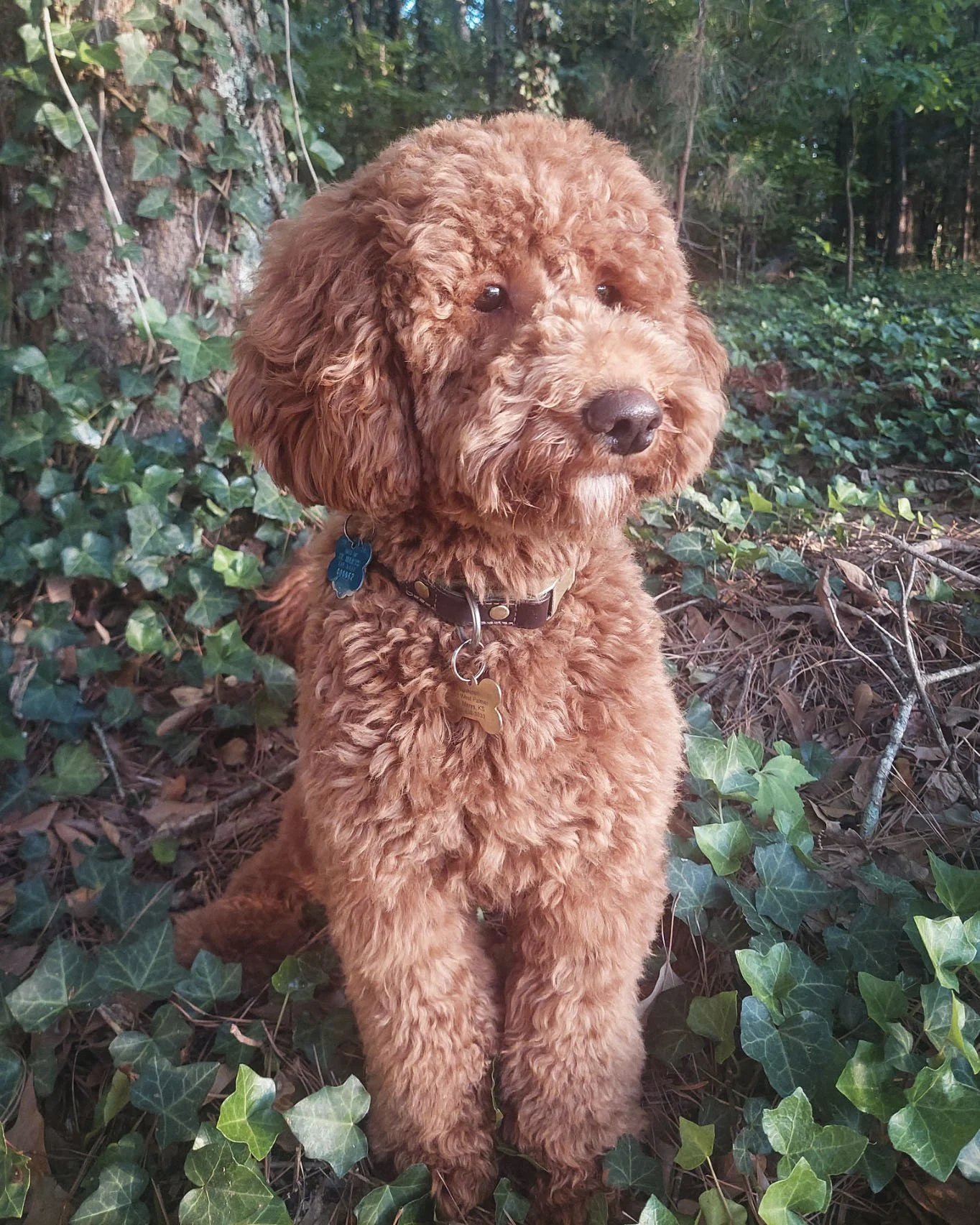 Sire -
Boris is a beautiful multi-generational Golden Doodle with a big personality and irresistible charm. His coat sports the classic Golden Doodle curl and texture. His weight is perfect at 22 lbs