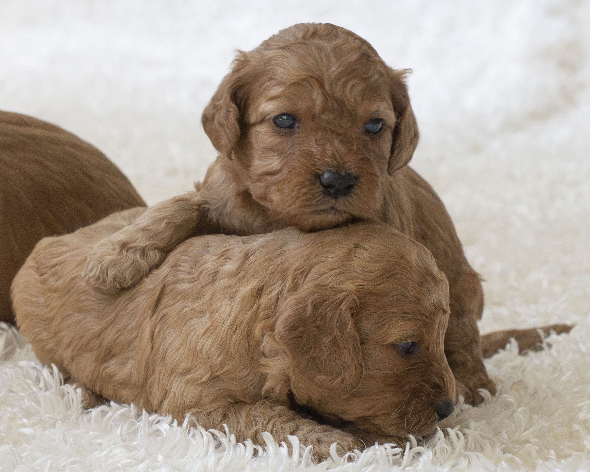 puppies 22.JPG