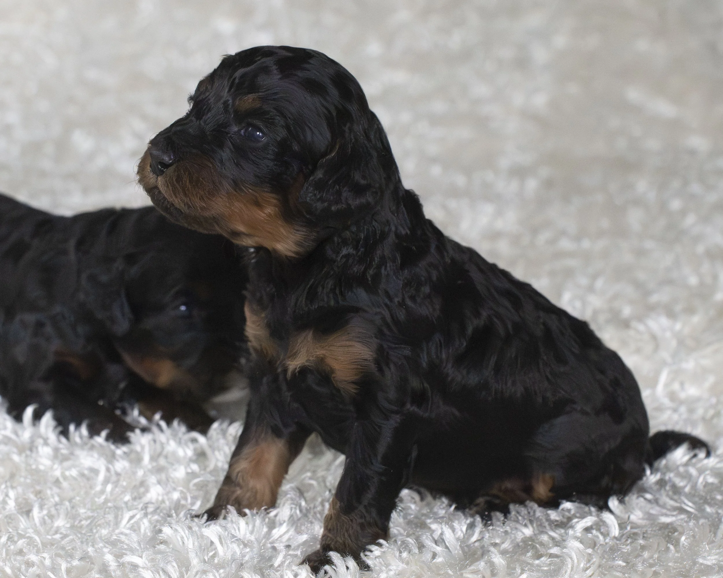 puppies 31.JPG