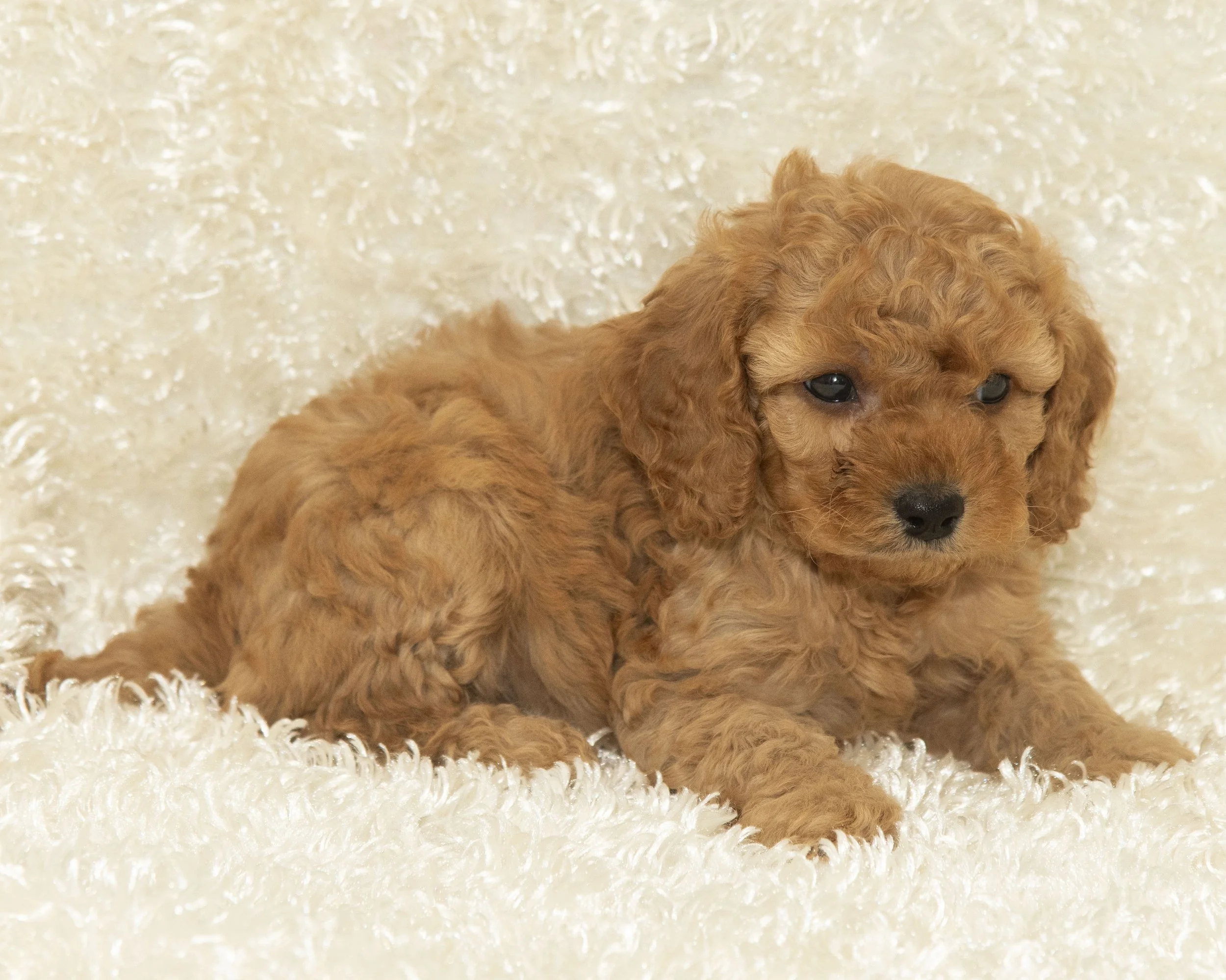 Teddy 03.JPG
