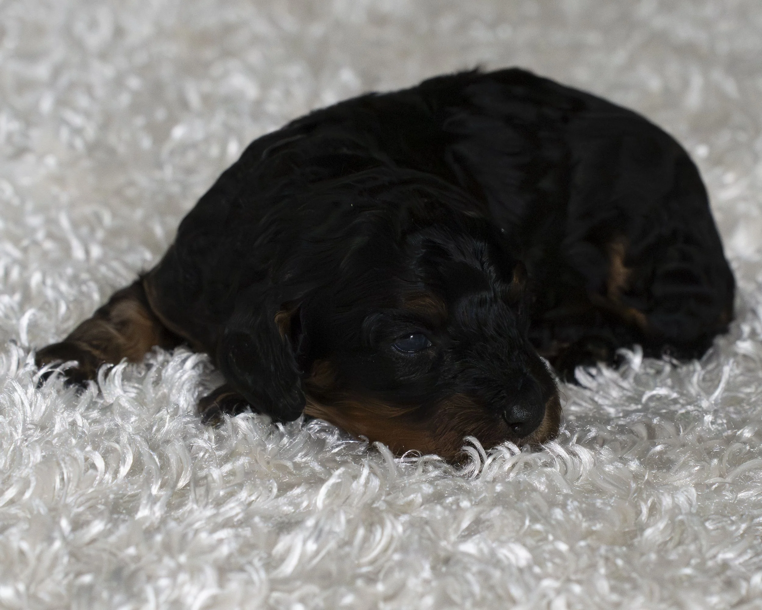 puppies 08.JPG