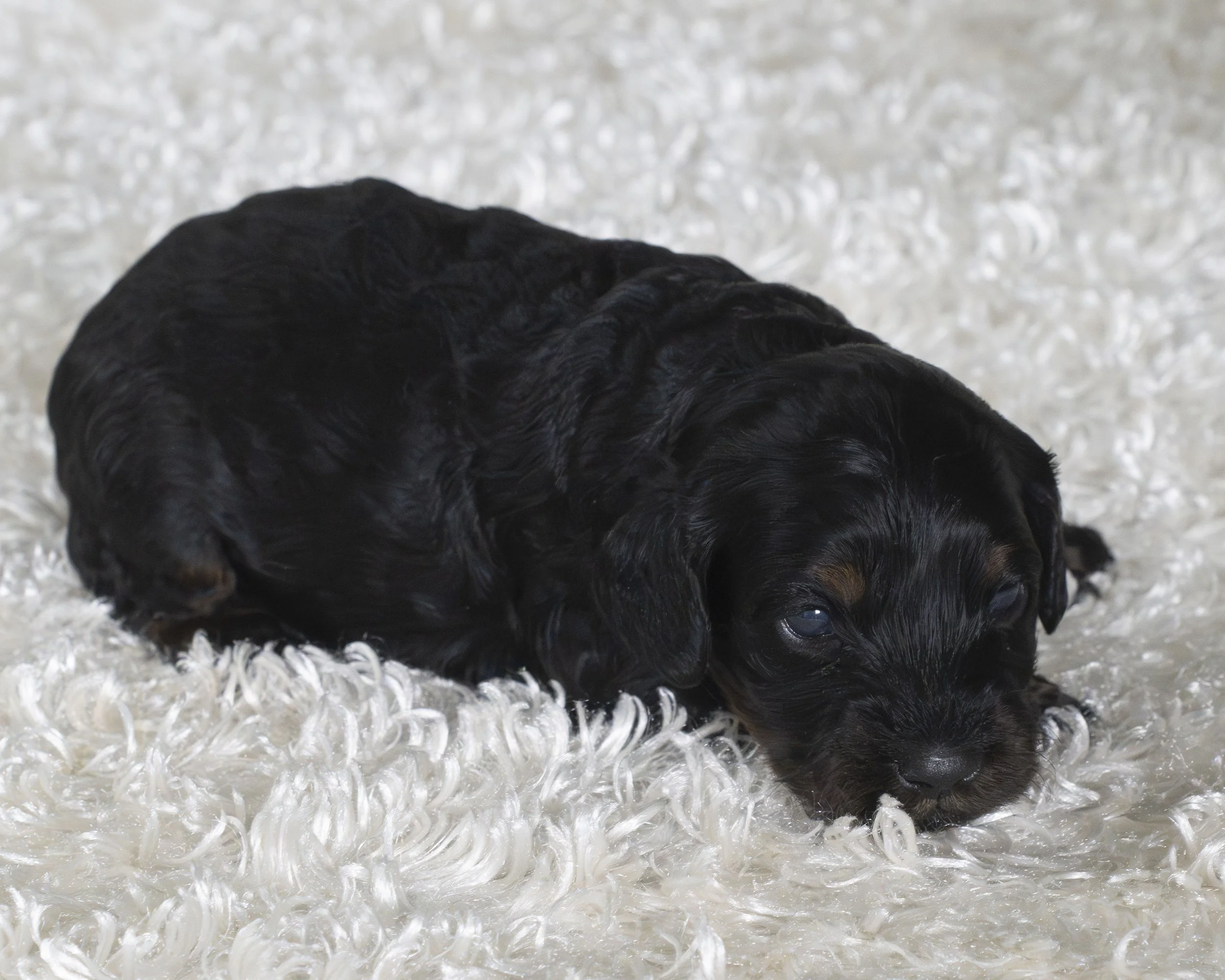 puppies 18.JPG