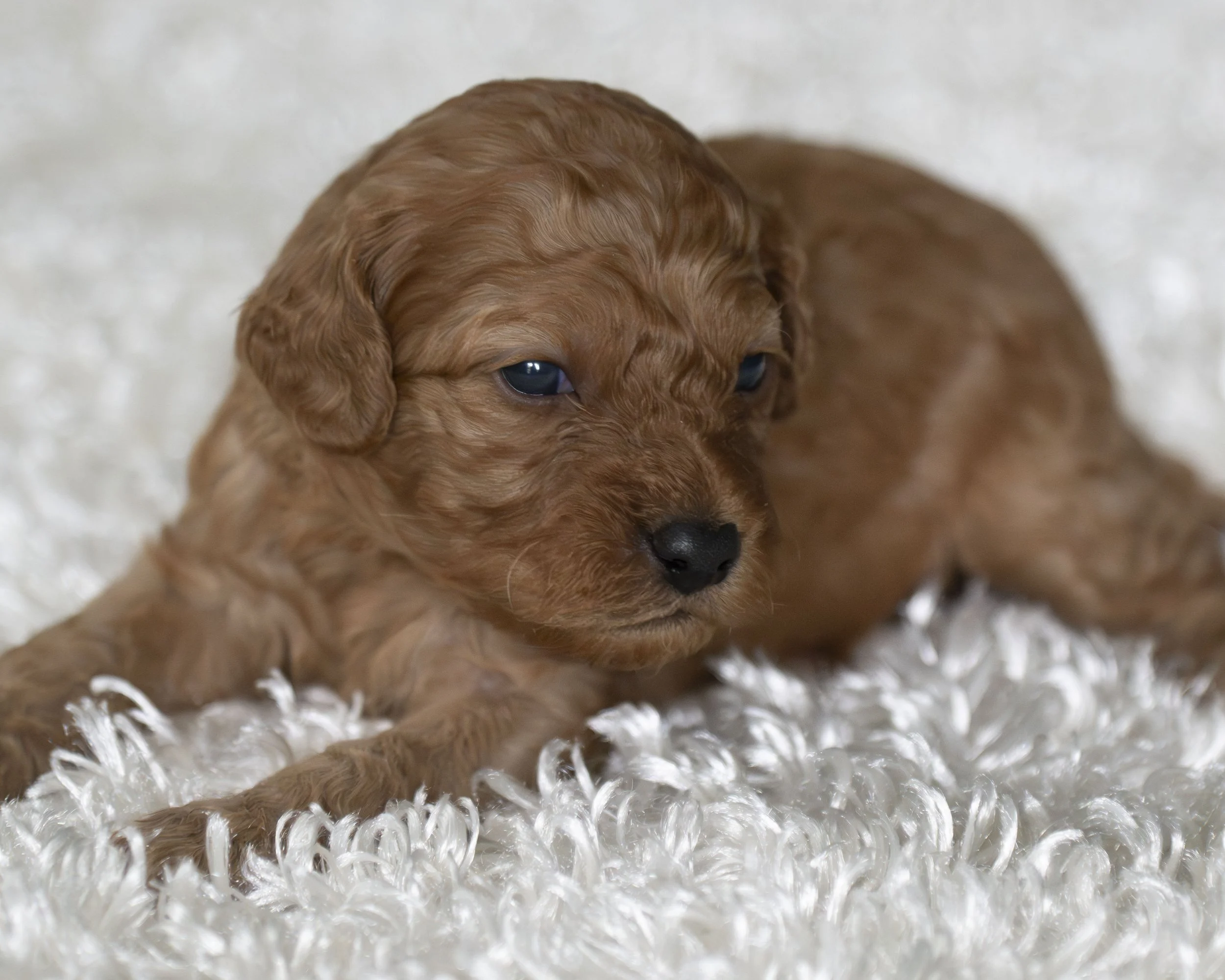 puppies 32.JPG