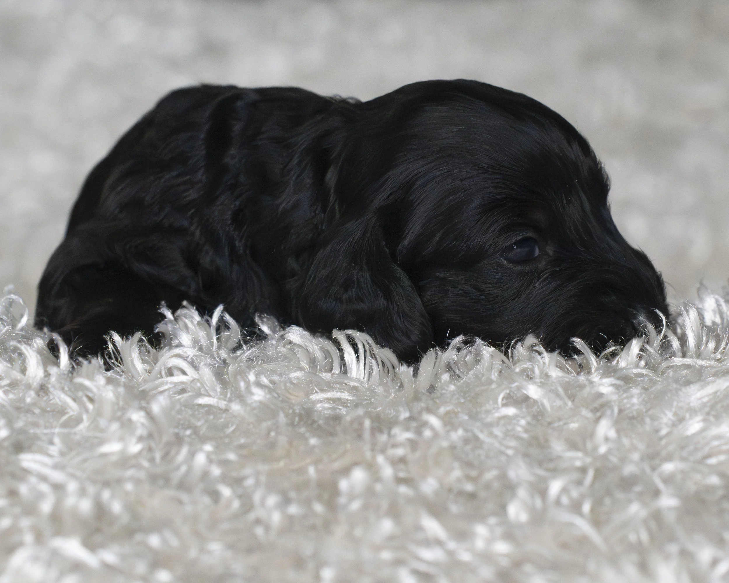 puppies 14.JPG