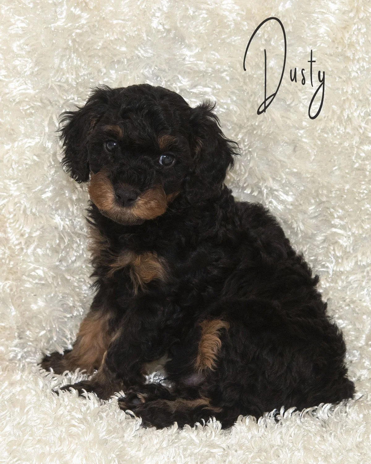 Male Cavadoodle born August 6, ready to go home early October. Dusty has beautiful Phantom markings and a playful spirit that'll steal your heart! He's a charming little guy. $1800