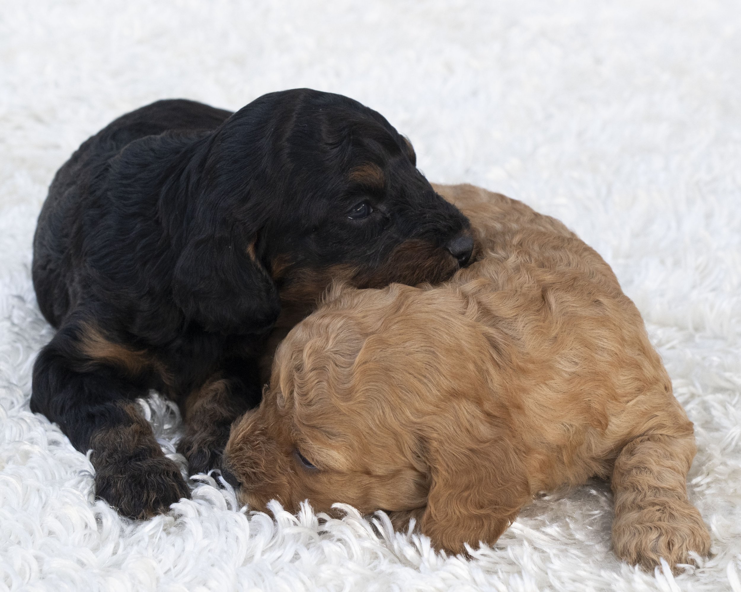 puppies 28.JPG