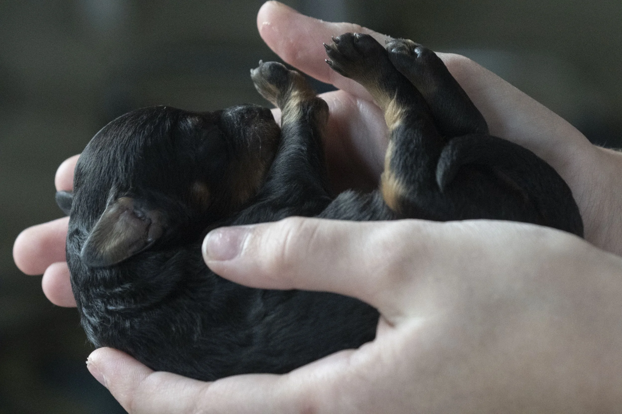 Puppies 01.JPG