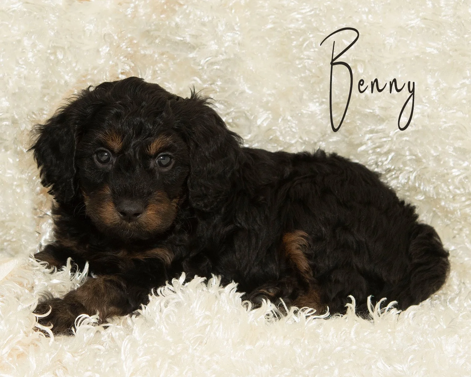 Male Cavadoodle born August 6, ready to go home early October. Benny has beautiful Phantom markings and a charming personality. He's doing very well with his early potty training. $1800
