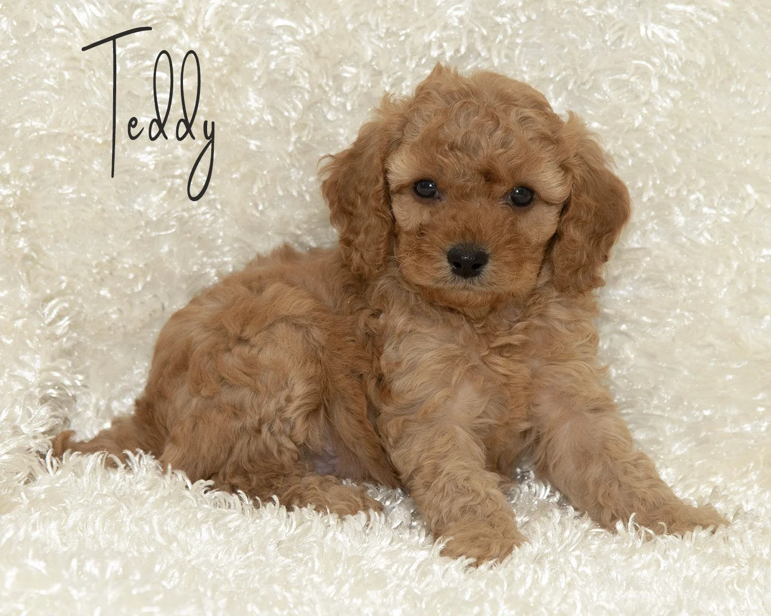 Teddy definitely is the charmer! He's tiny, curly and snuggly, just a little teddy bear! He has a perfect Cavalier type face and beautiful eyes! $2000 