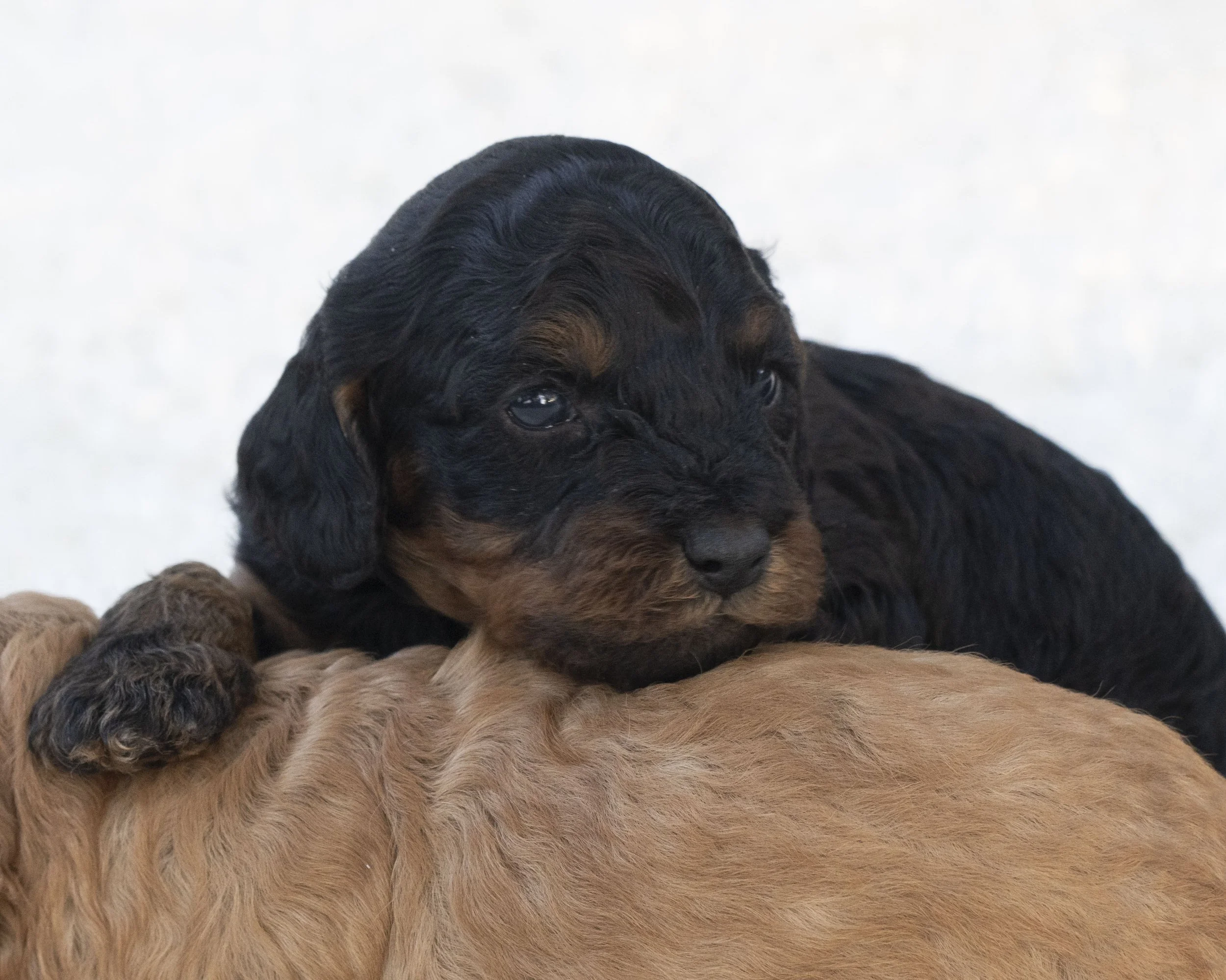 puppies 30.JPG