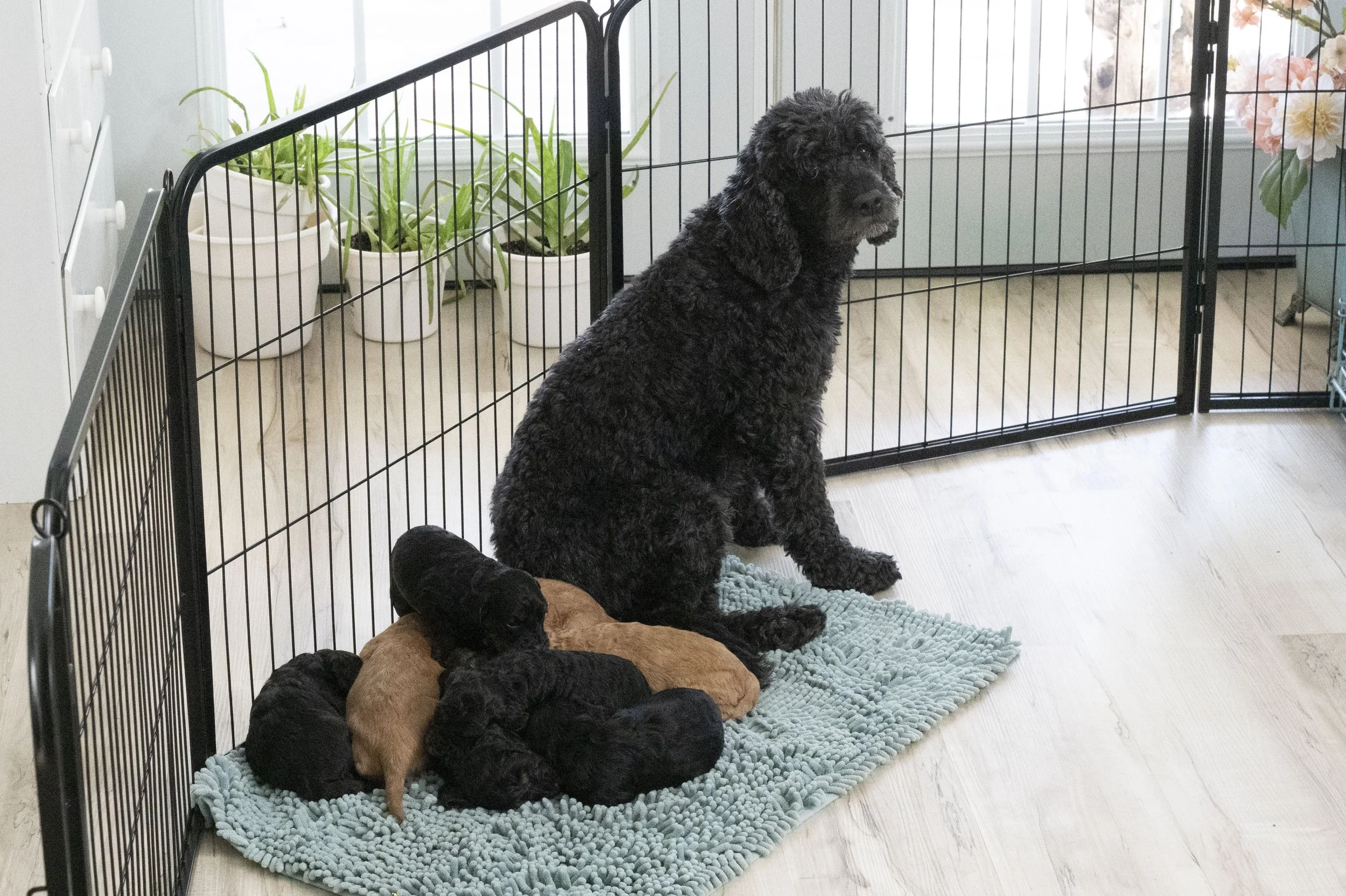 chloe and pups.JPG