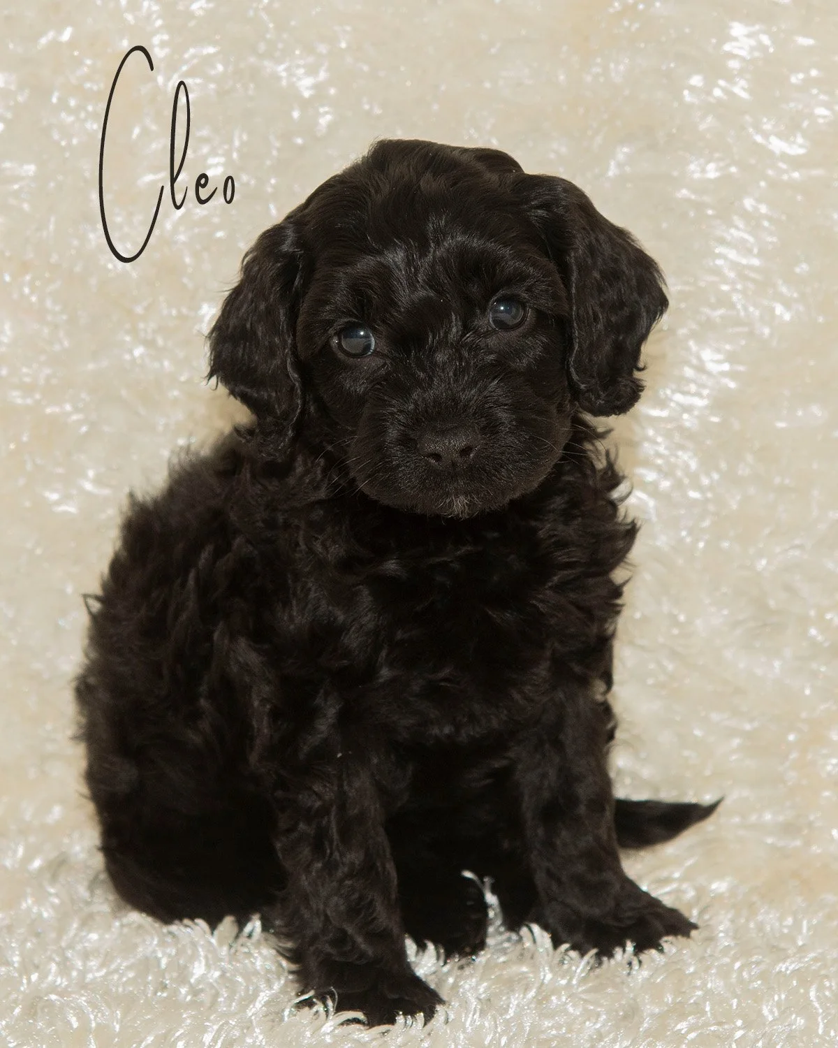 Cleo is a stunningly beautiful, solid black, petit little Cavadoodle. With her gorgeous silky curls, she has a regal look about her. She has such a pleasing personality with a gentle spirit. $2000
