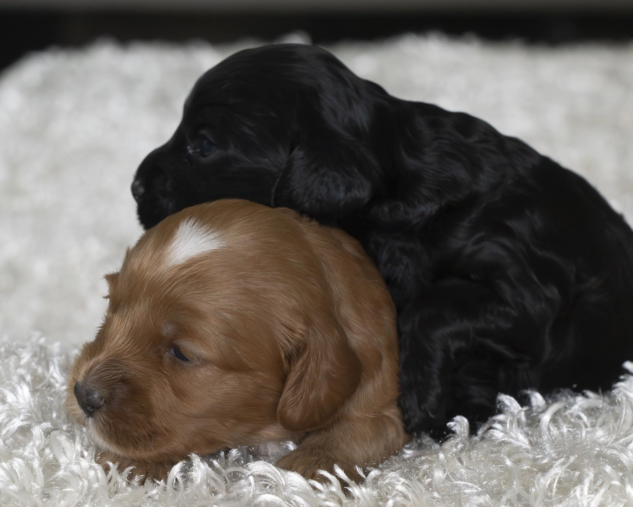 puppies 16.JPG
