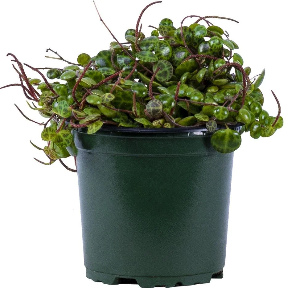 String of Turtles