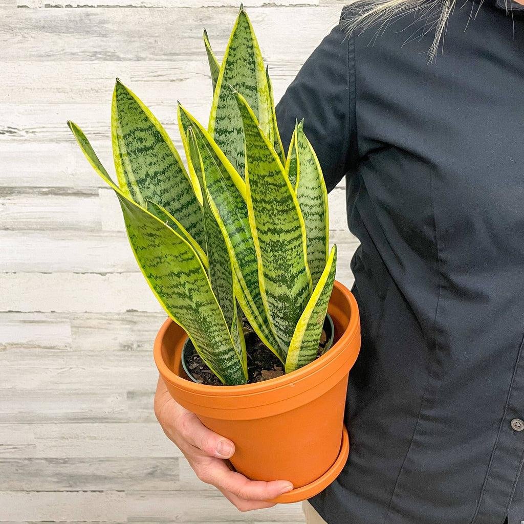 Snake Plant