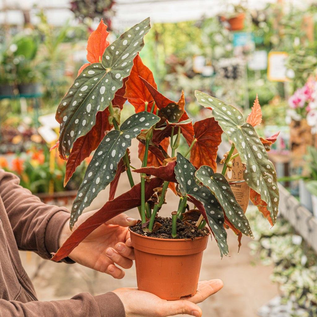 Polka Dot Begonia