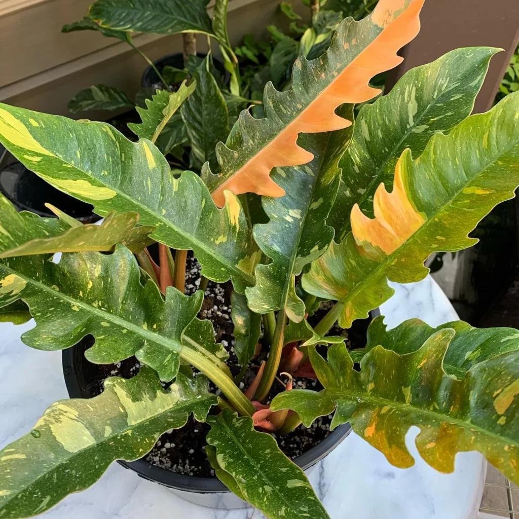 Philodendron ‘Ring of Fire’