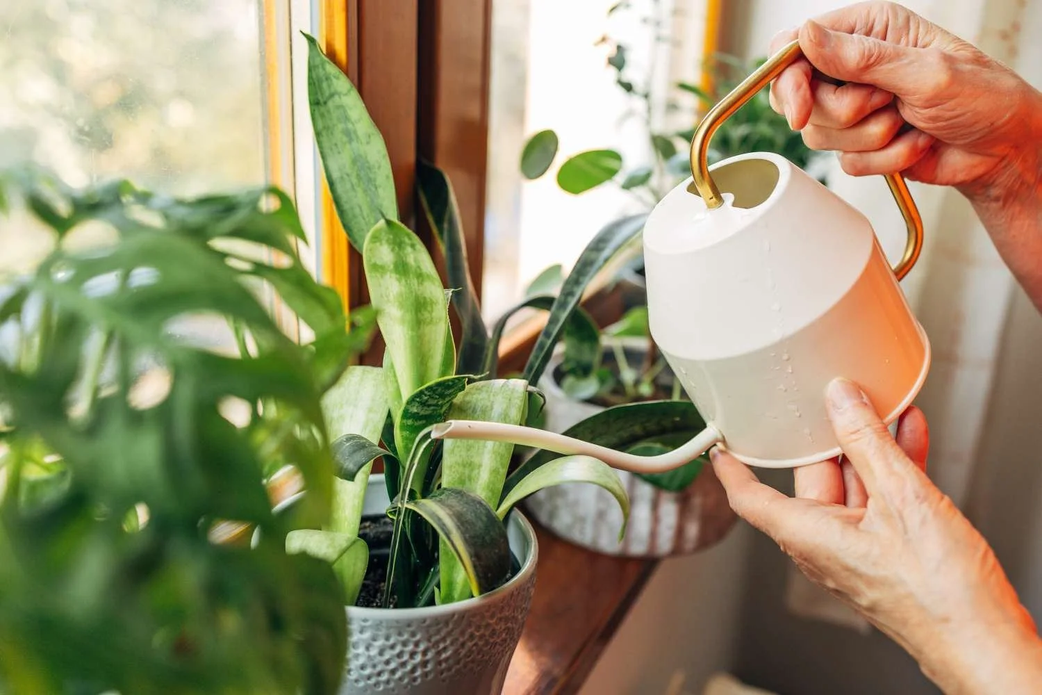 How to Know When Your Plant Actually Needs Water