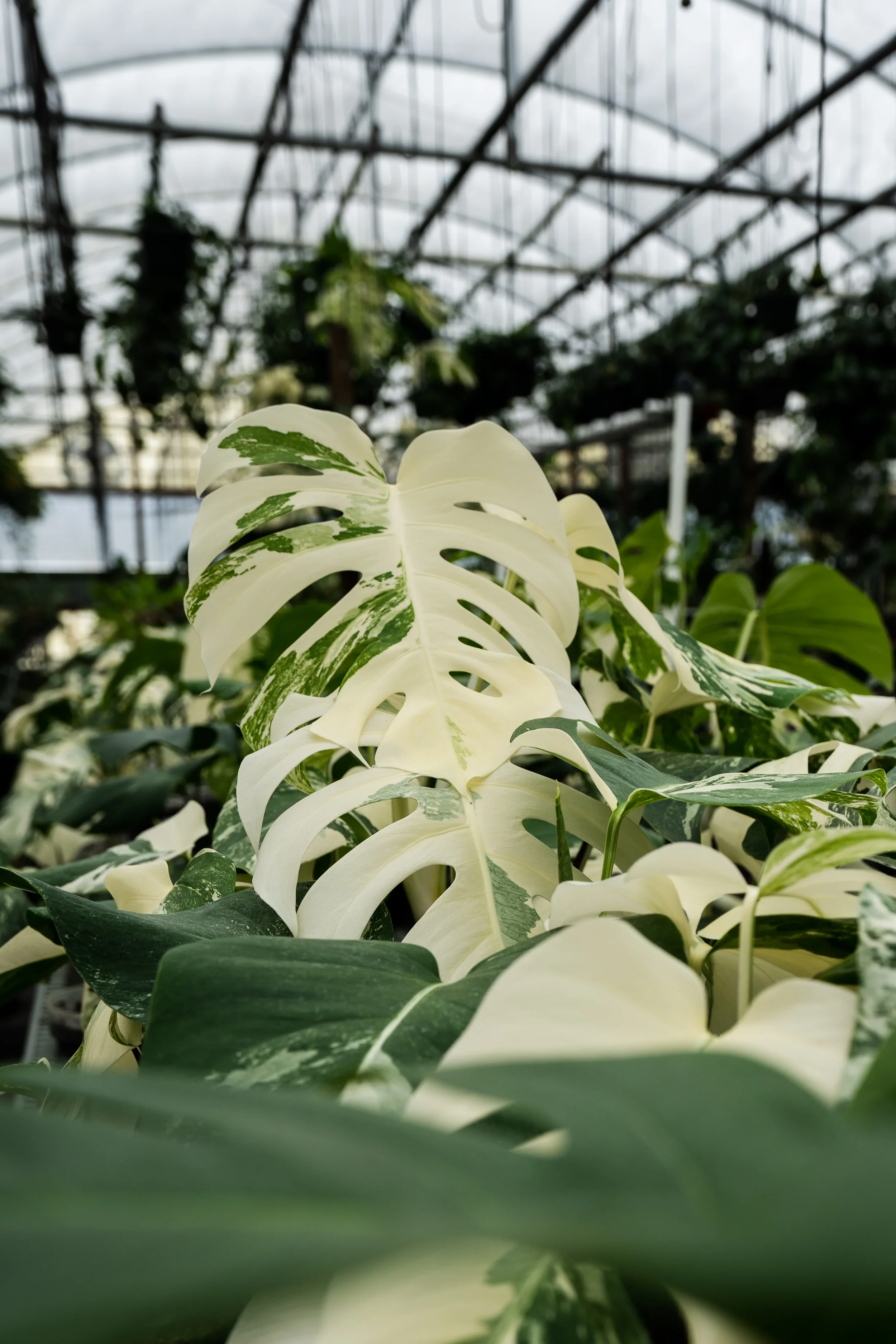 What to Do When Your Plant Arrives
