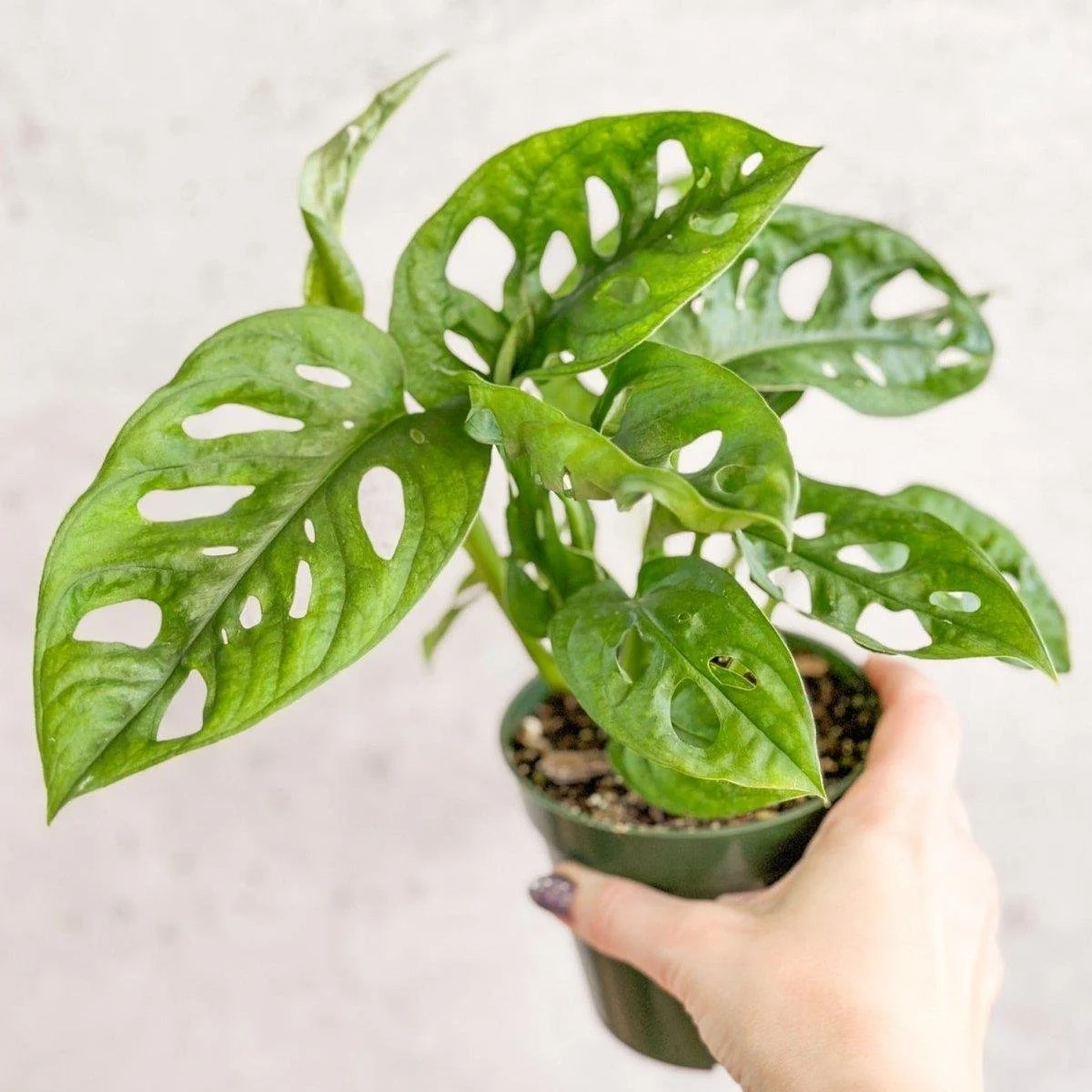 Monstera Adansonii