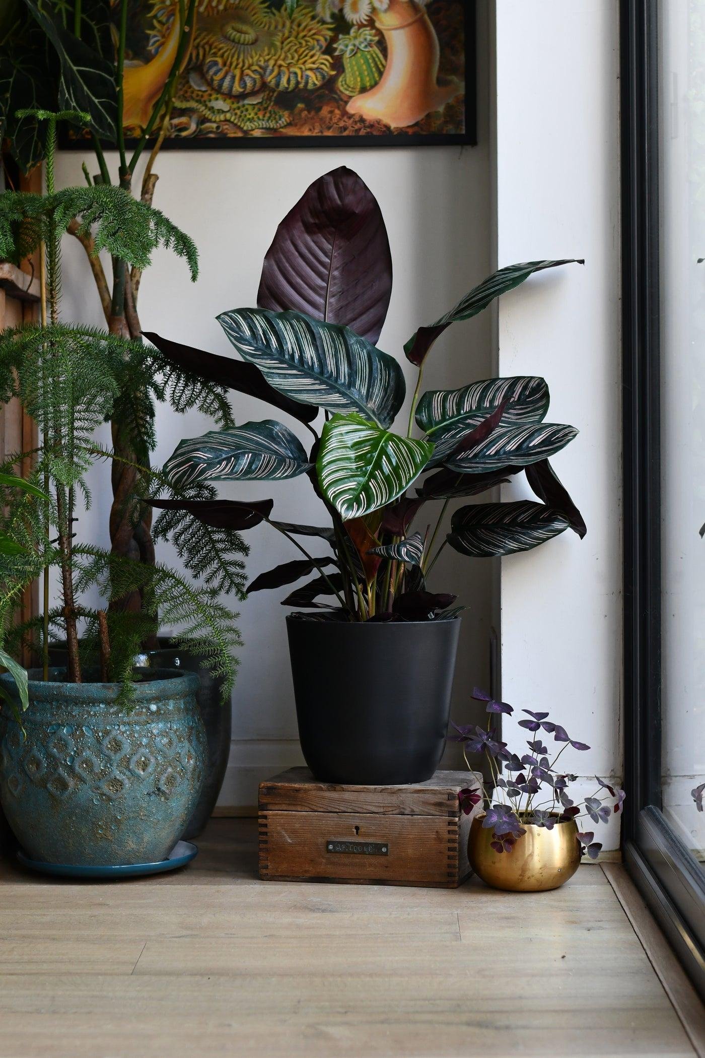 Indoor plants, including a large broad-leaved plant in a black pot, a small purple-leaved plant in a gold pot, and a fern in a large textured turquoise pot, arranged on a wooden floor next to a window with a painting hanging on the wall above.