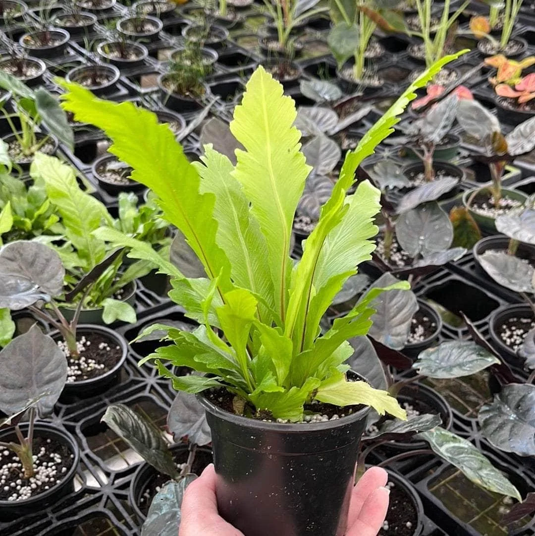 Bird’s Nest Fern