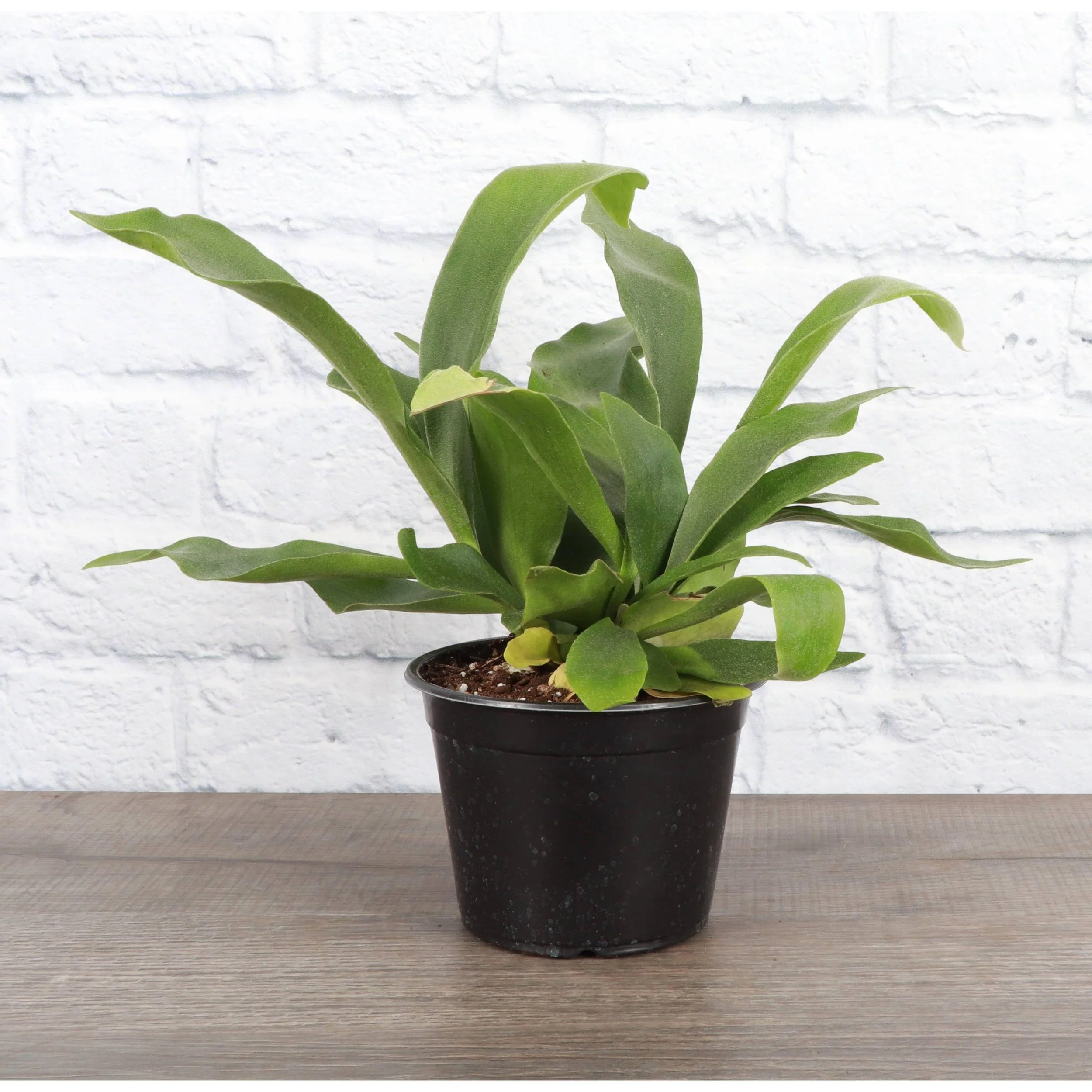 Staghorn Fern