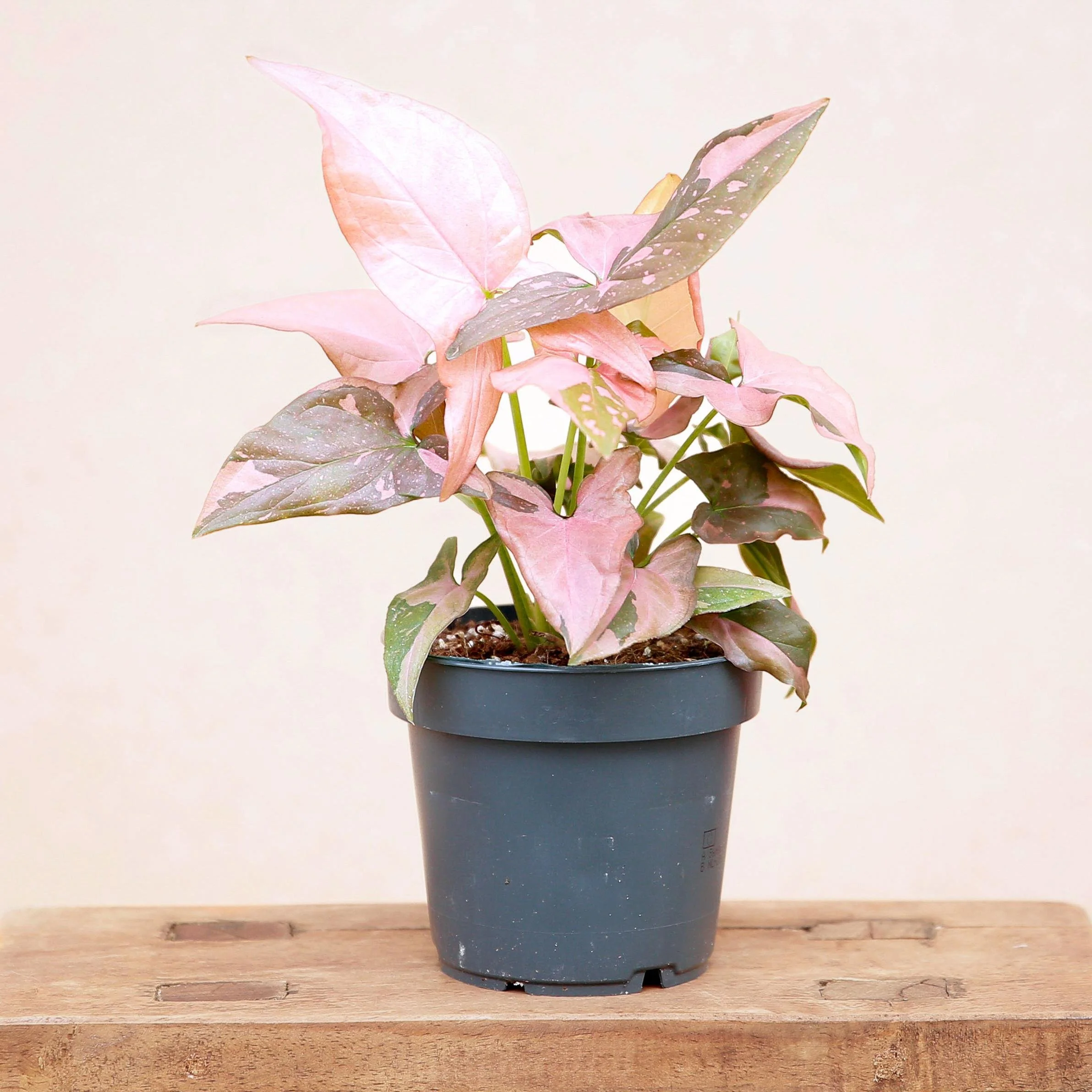 Syngonium Pink Splash