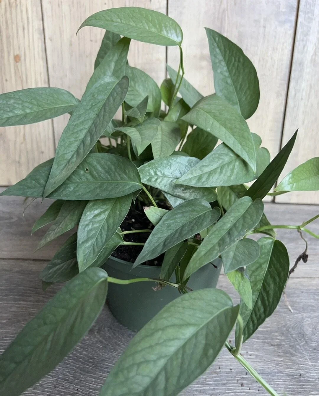 Cebu Blue Pothos