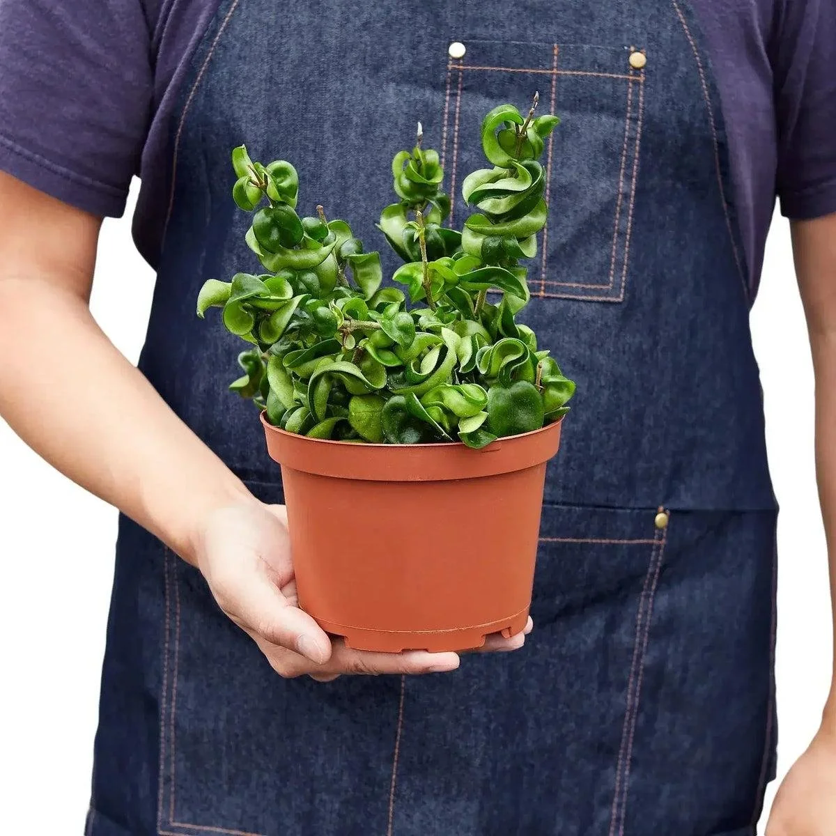 Hindu Rope Hoya