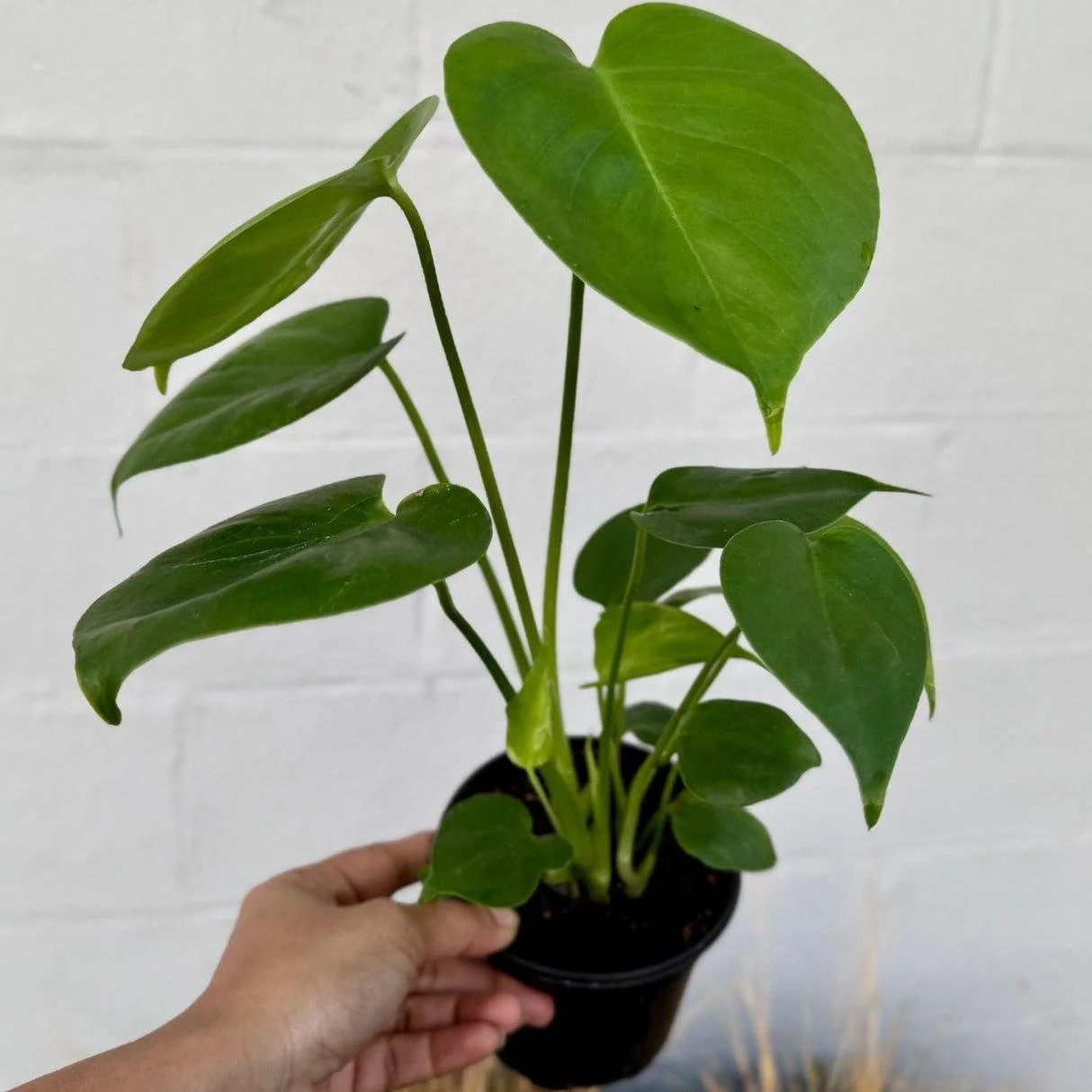 Monstera Deliciosa