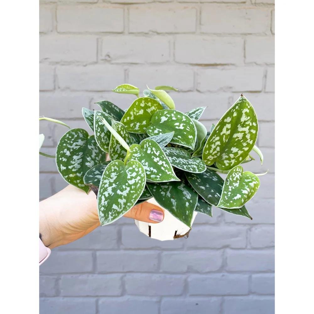 Satin Pothos
