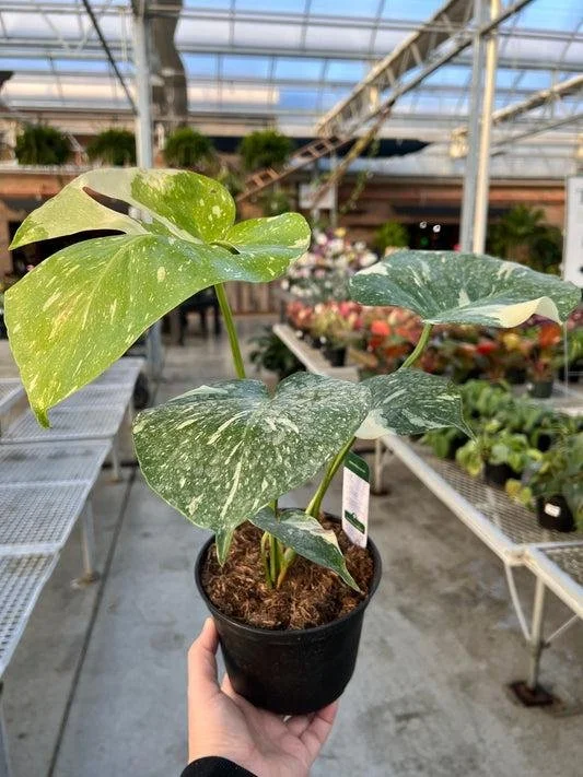 Monstera Thai Constellation