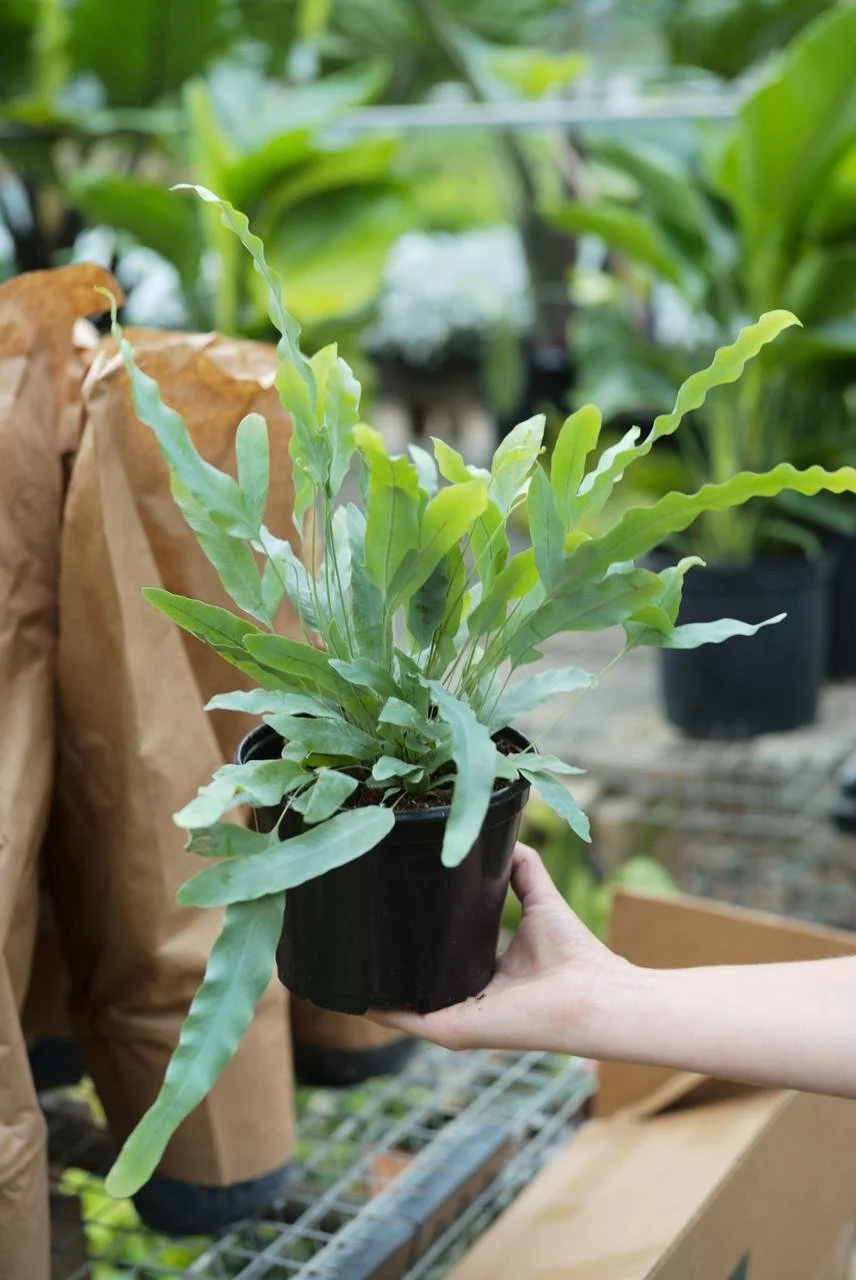 Blue Star Fern