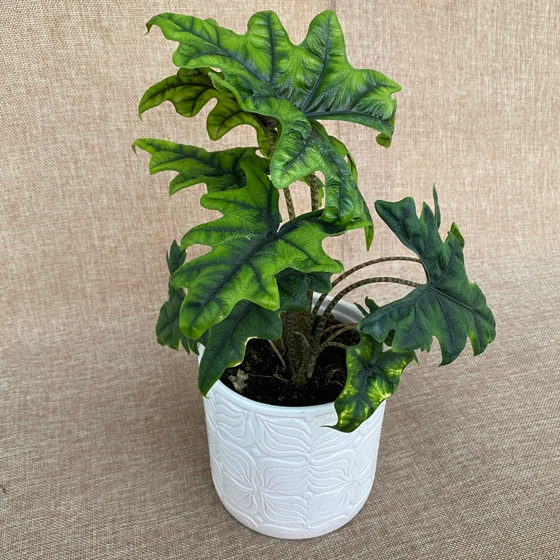Alocasia ‘Jacklyn’