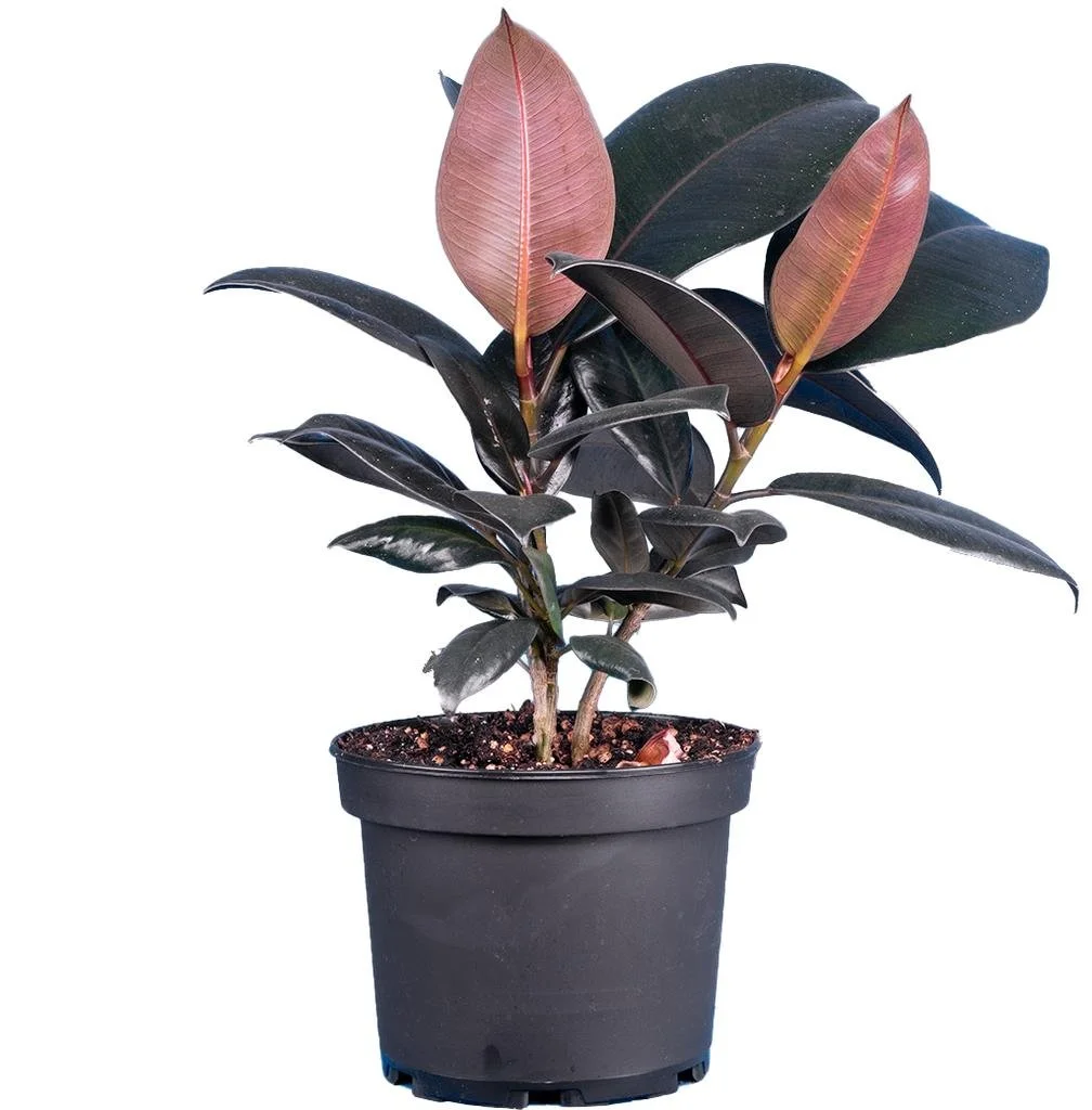 Burgundy Rubber Tree