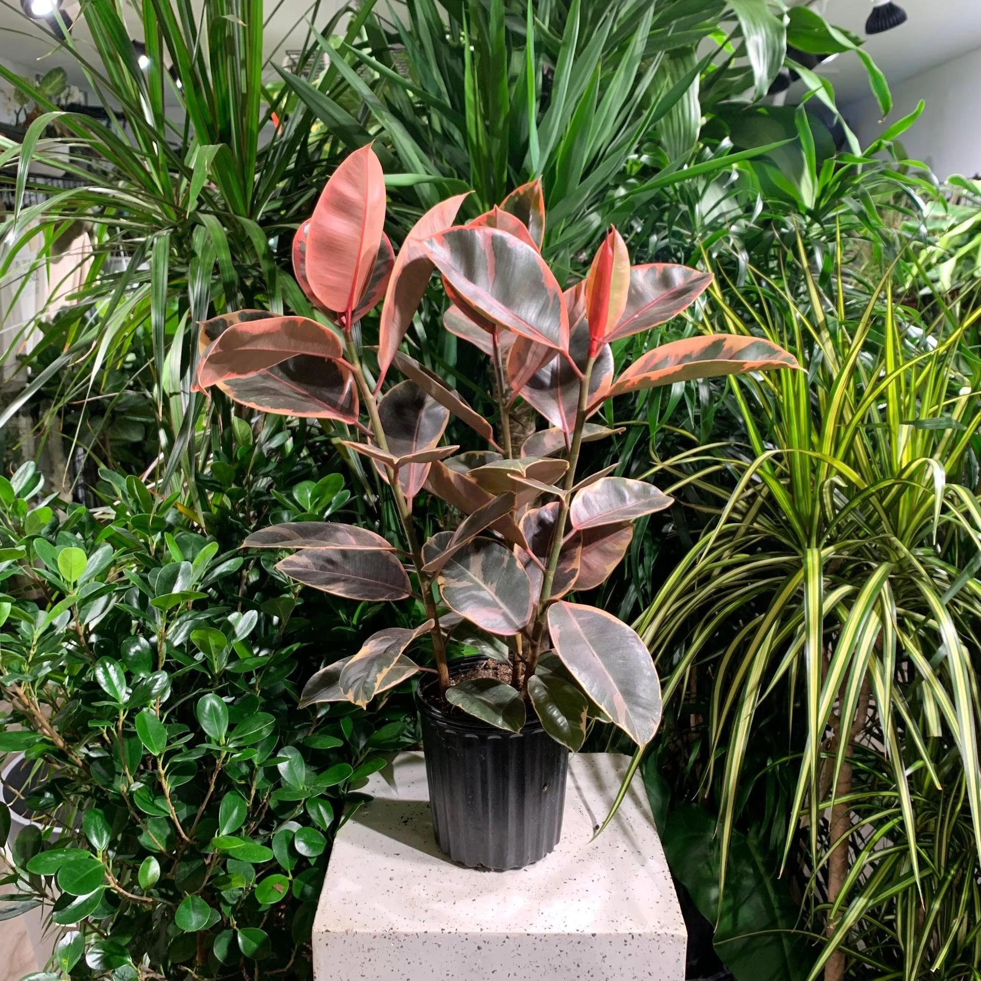 Ficus Ruby Rubber Tree