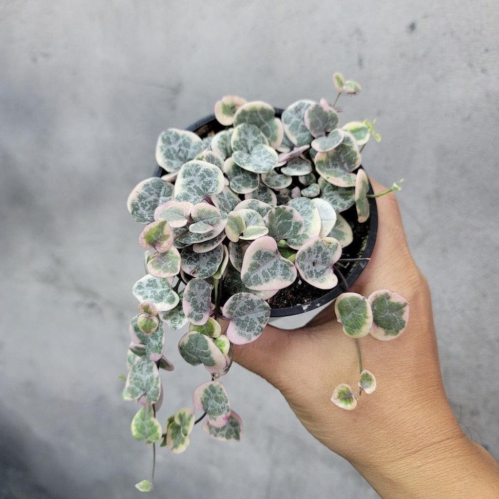 Variegated String of Hearts